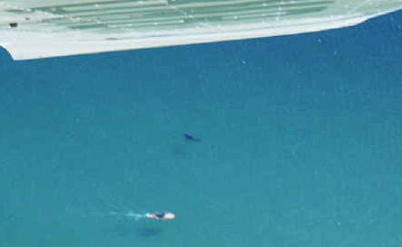 Mike Saunders took this aerial picture of the three-metre great white shark near an unsuspecting longboard rider while on a joy flight over Byron Bay yesterday. Mike Saunders took this aerial picture of the three-metre great white shark near an unsuspecting longboard rider while on a joy flight over Byron Bay yesterday.